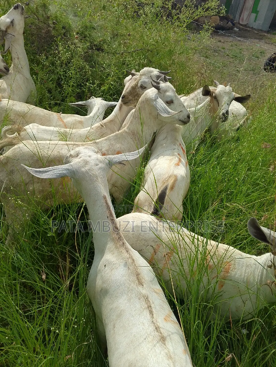 Galla Goats