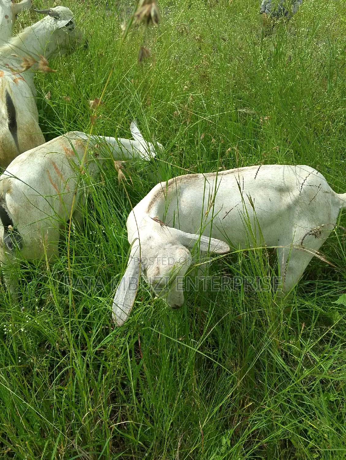 Galla Goats
