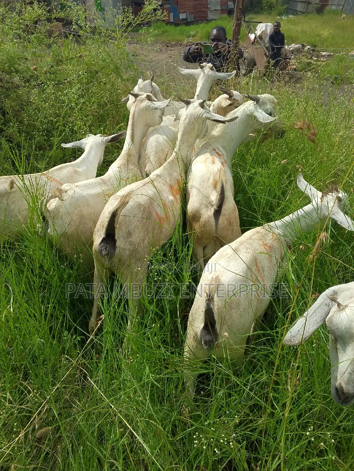 Galla Goats