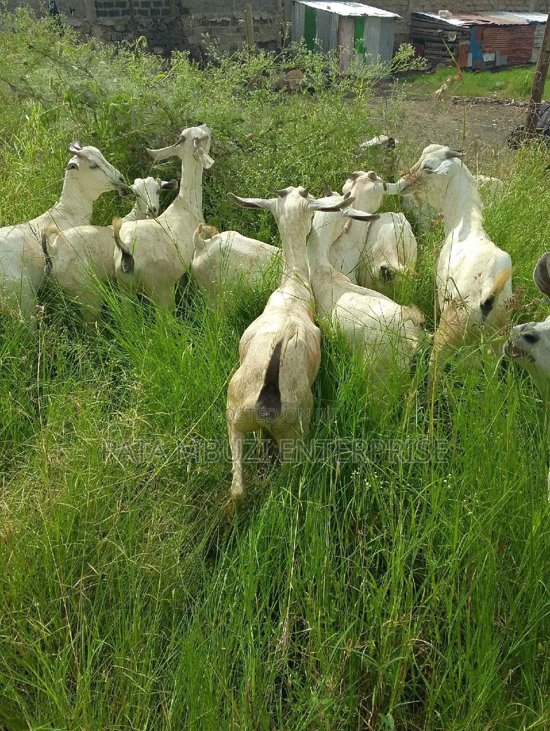 Galla Goats