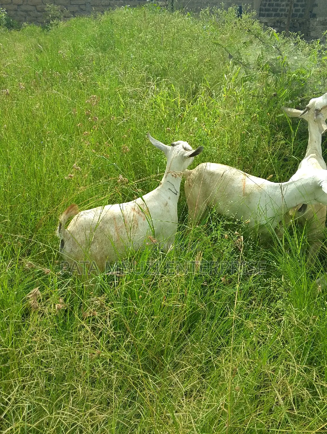 Galla Goats