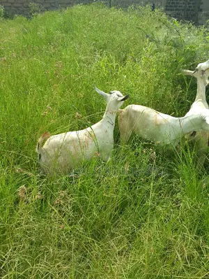 Galla Goats