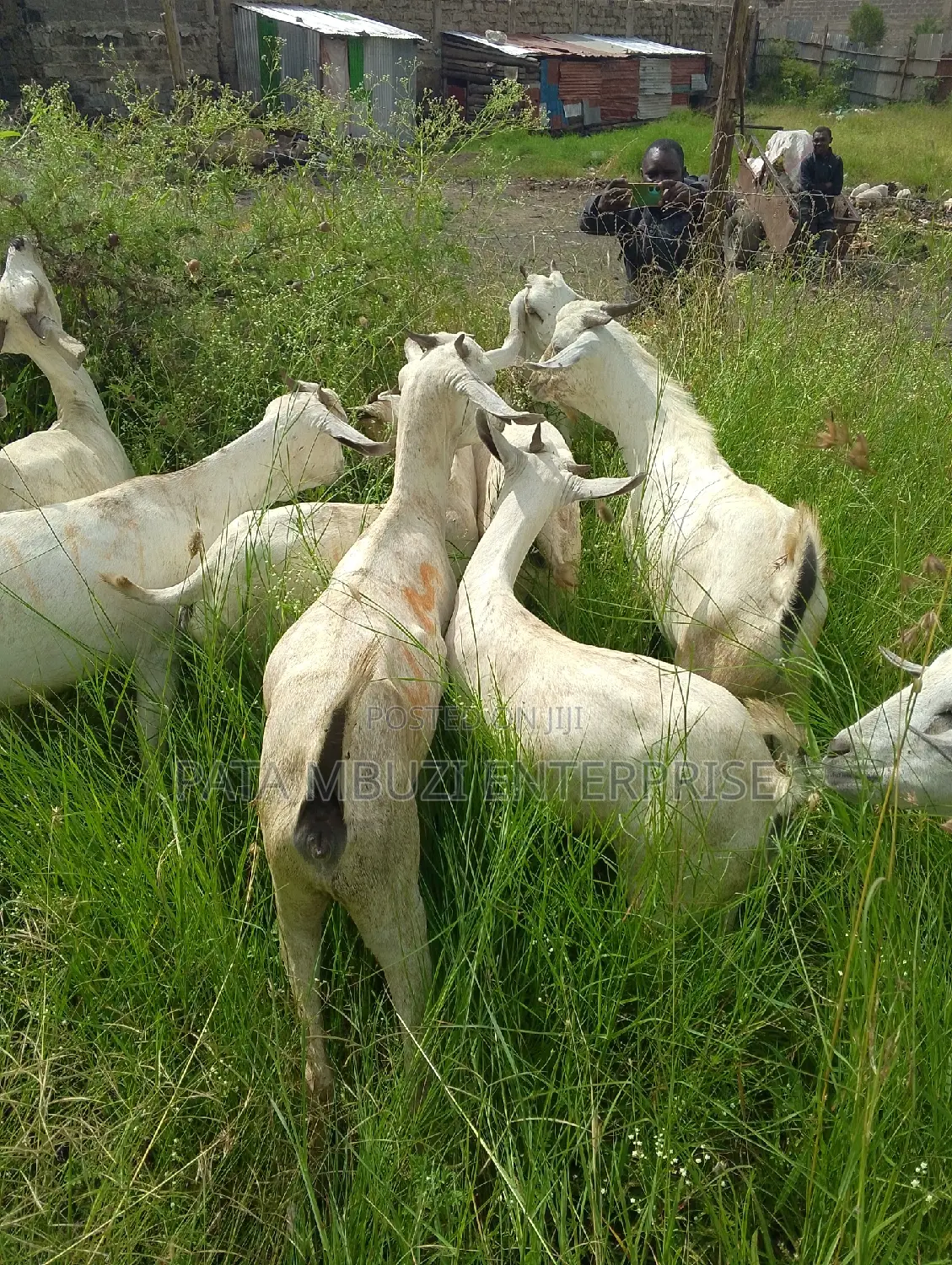 Galla Goats