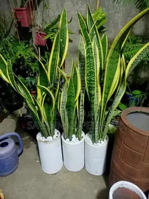 Potted Snake Plants for Sale in 3 Liter Planter Pots