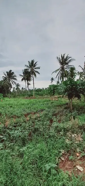 For Sale 9.5 Acre Agricultural Land Vipingo