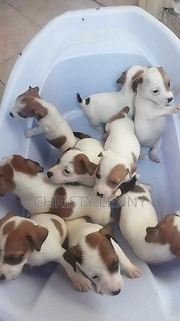 1-3 months Female Purebred Jack Russell Terrier
