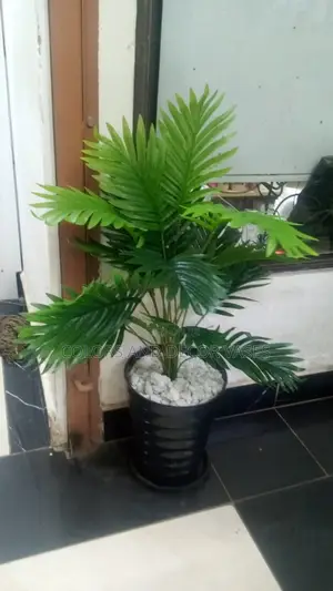 Palm Tree, Black Vase and Stones