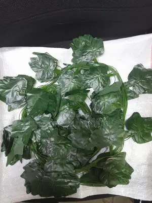 Money Plant 2m Long