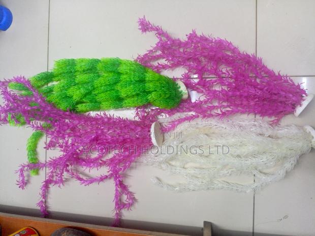 Aquarium Plants - thumbnail 3