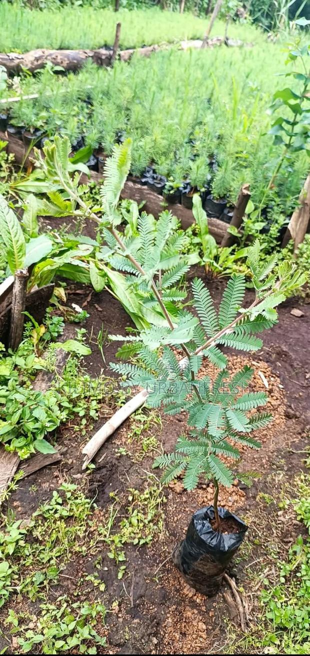 Acacia Tree Seedling for Planting (Moq 3000) - main view