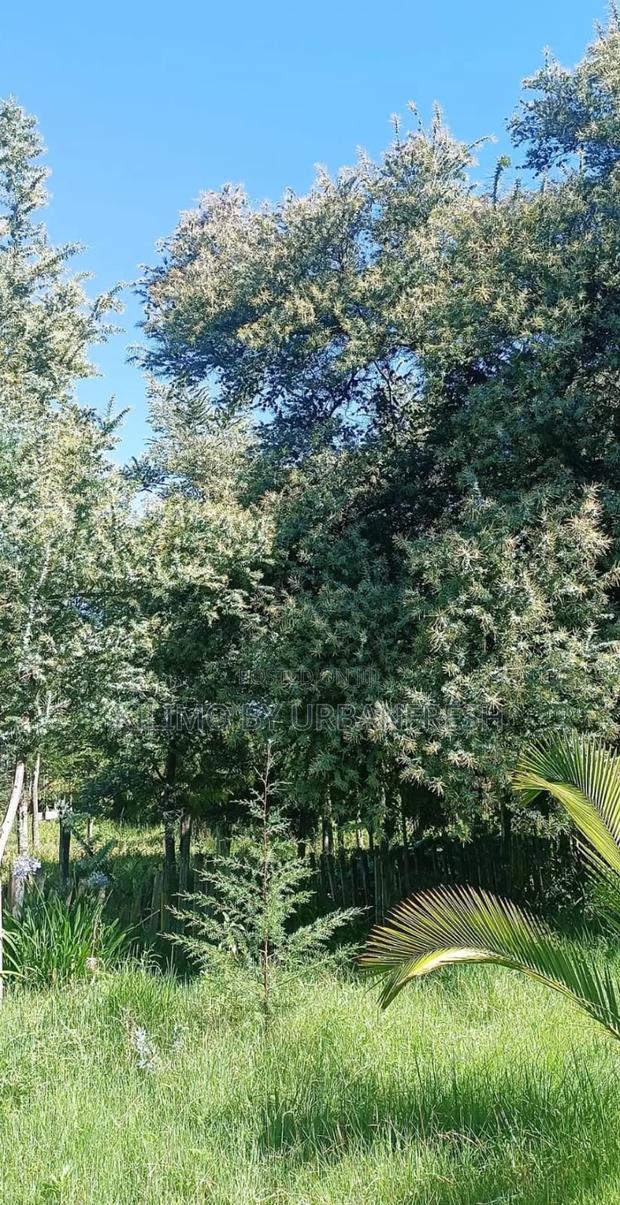 Acacia Tree Seedling for Planting (Moq 3000) - thumbnail 3