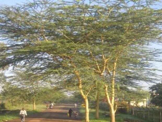 Acacia Thorny/Naivasha Tree Seedling (Moq 3000) - main view