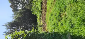 1acre Kamandura Limuru. Junction to Mai Mahiu - Nbo/Nku Hwy
