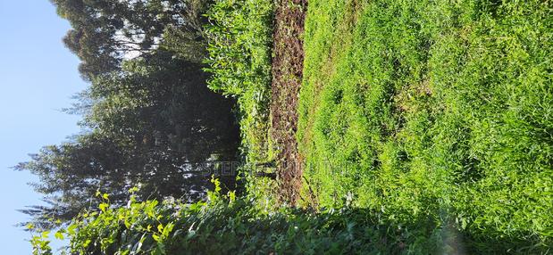 1acre Kamandura Limuru. Junction to Mai Mahiu - Nbo/Nku Hwy - thumbnail 2