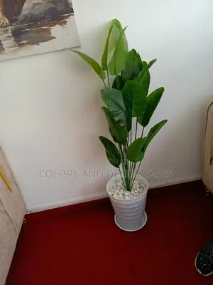 1.2 Banana Plant