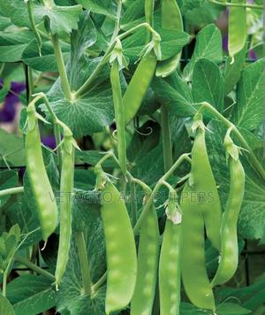 Peas Oregon Ii Seeds - thumbnail 2