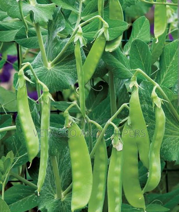 Peas Oregon Ii Seeds - main view