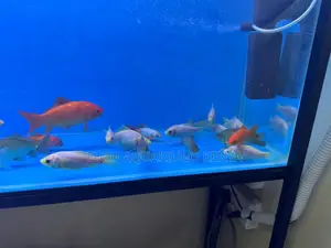 4 Inch Goldfish Big