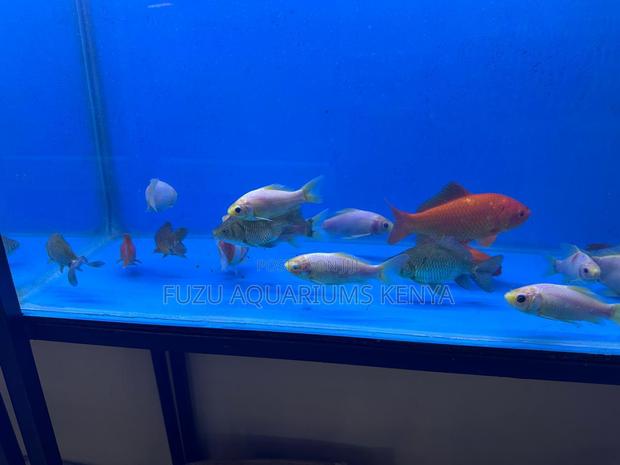 Gold Most Colours - main view