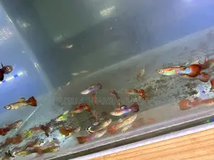 Assorted Male Guppies