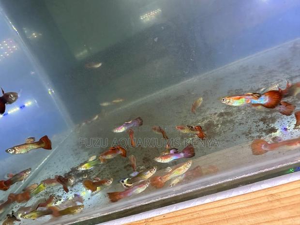 Assorted Male Guppies - main view