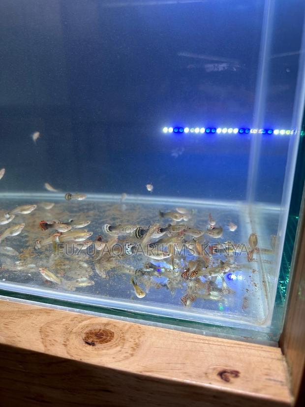 Assorted Female Guppies - main view