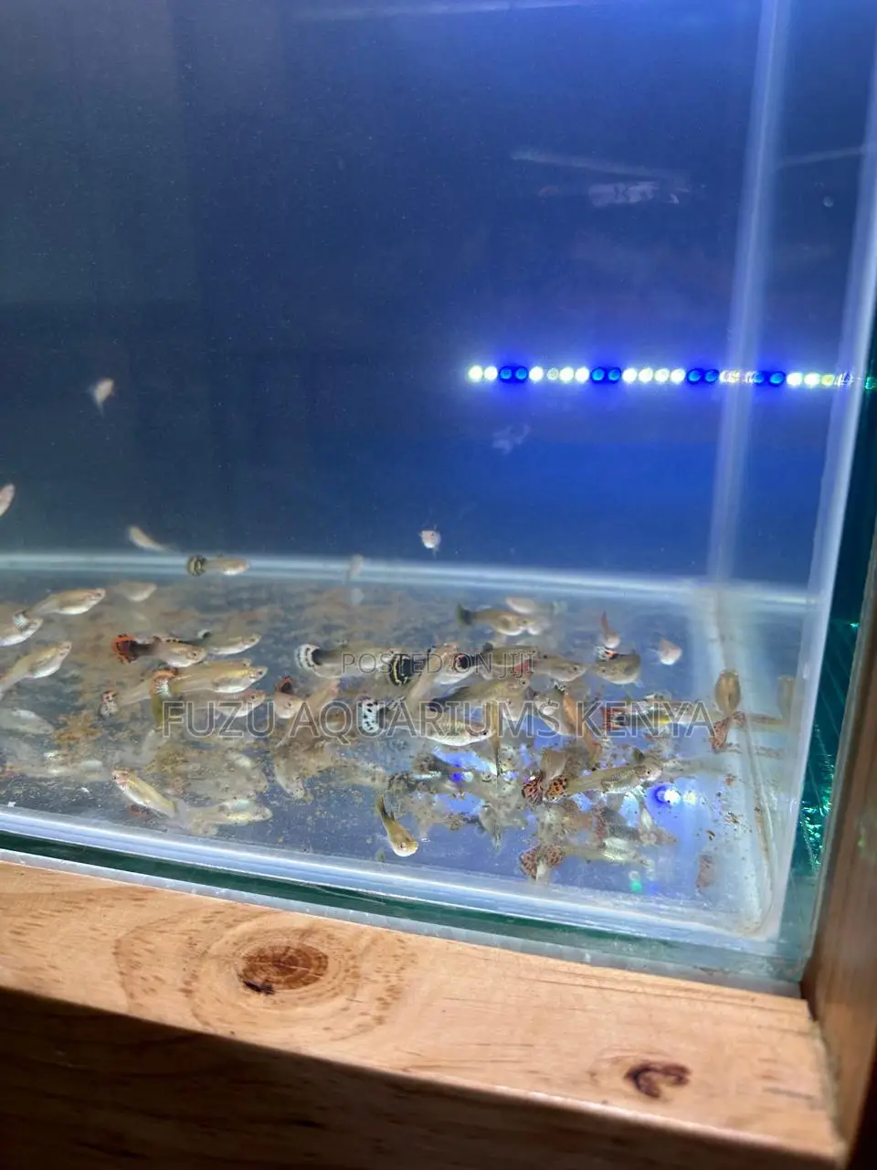 Assorted Female Guppies