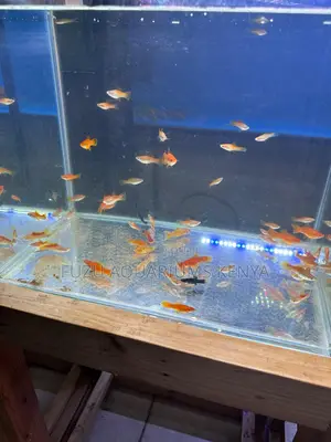 Assorted Swordtail Fish