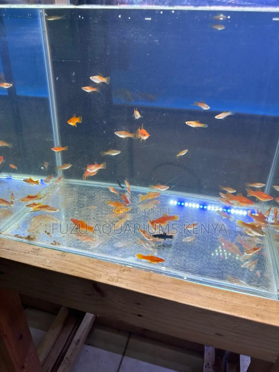 Assorted Swordtail Fish