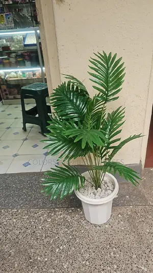 Palm Tree and Vase Plus Stones