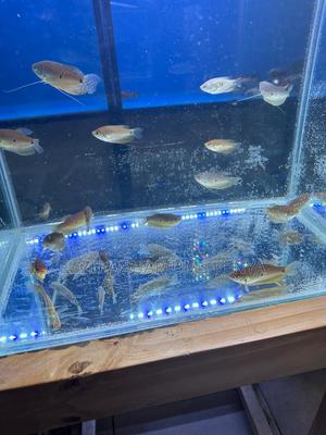 3 Spot Gourami Big - thumbnail 2