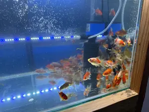 Assorted Goldfish