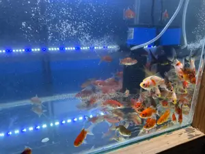 Different Colors Goldfish
