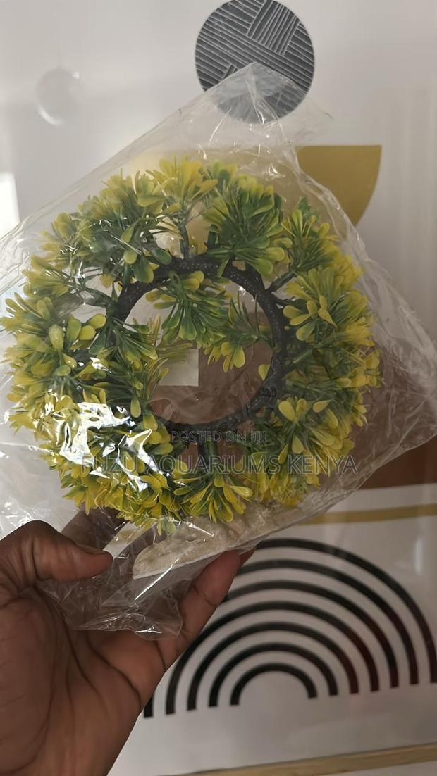 Round Aquarium Plant for Beauty