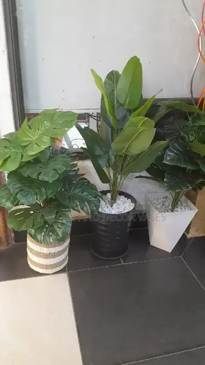 Plant, Stones and Vase KSH 