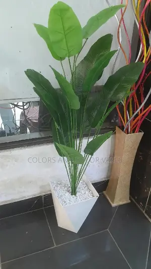 Banana Plant With Square Vase