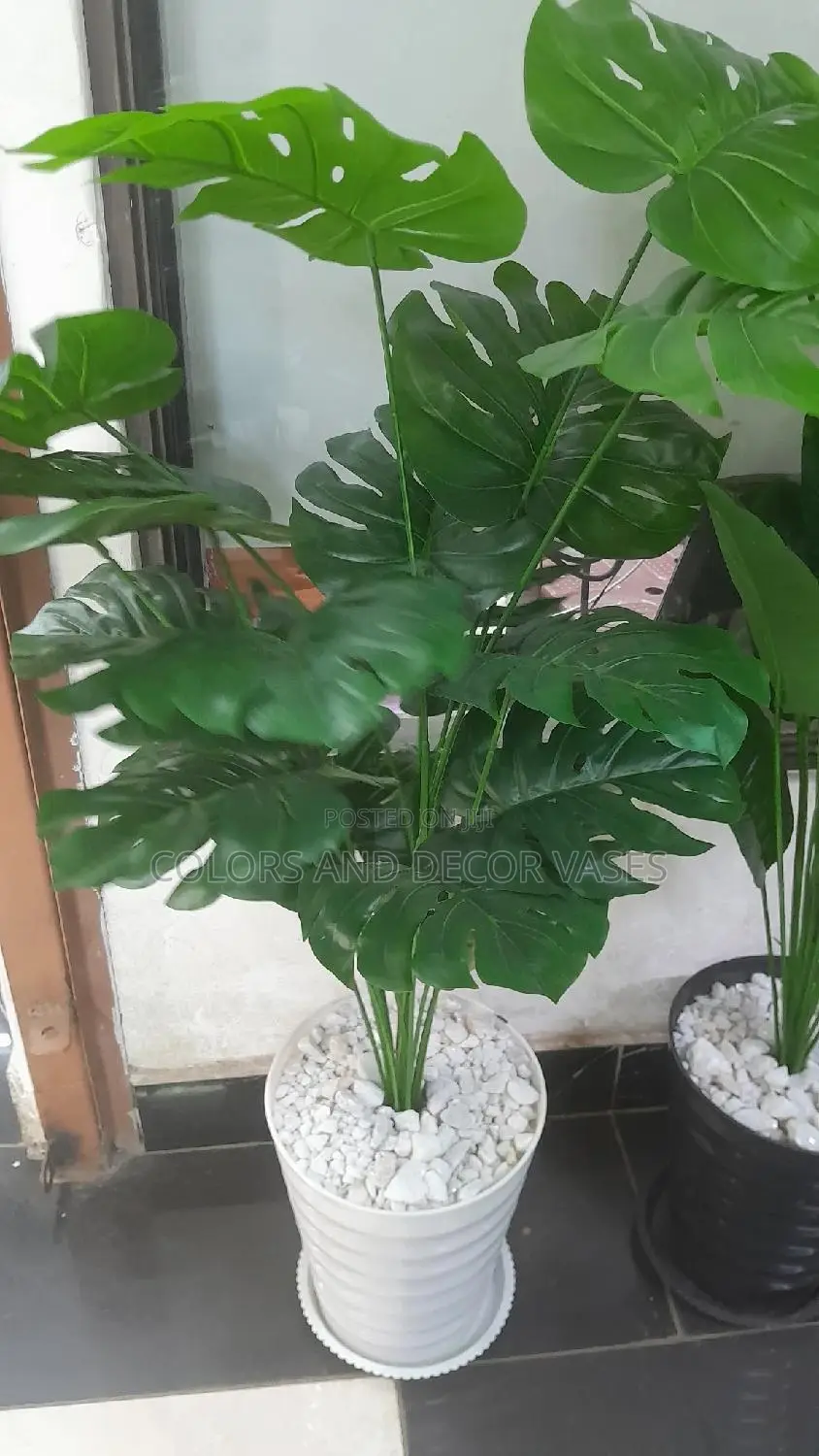 Monstera 1.2m With Vase and Pebble Stones
