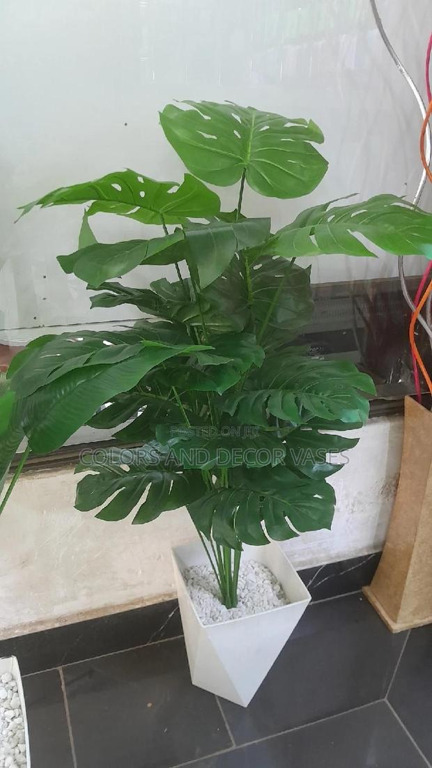 Monstera 1.2m With Vase and Pebbles