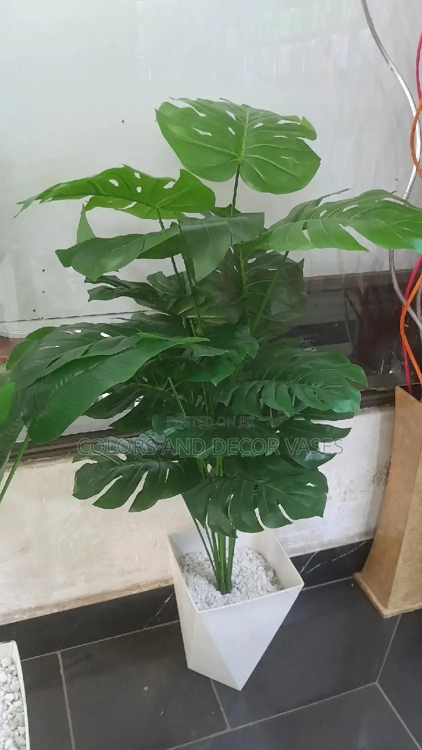 Monstera 1.2m With Vase and Pebbles
