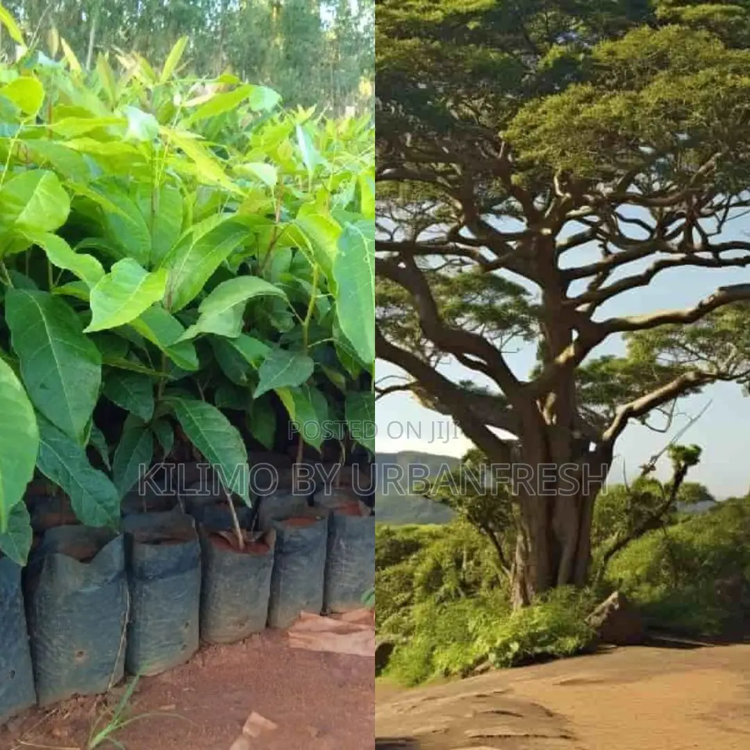 African Mahogany Moq 10 Seedlings