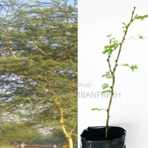 Acacia/Thorny Naivasha