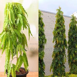 Ashok Tree Seedling - thumbnail 2