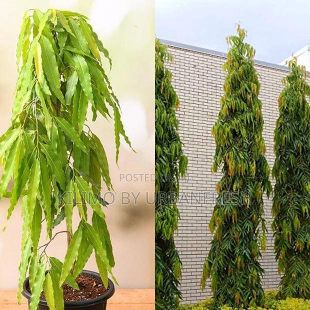 Ashok Tree Seedling - main view