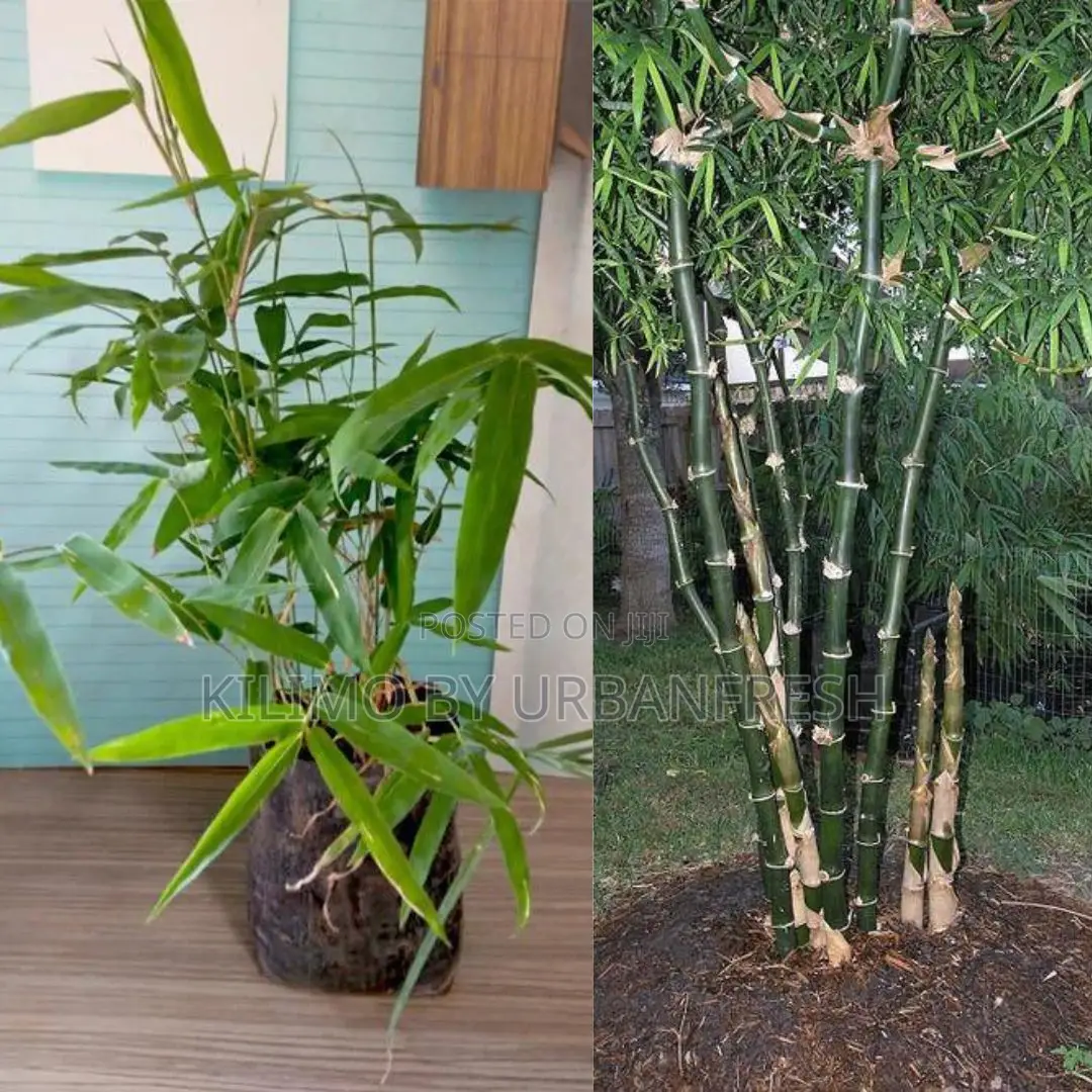 Bamboo Bambos