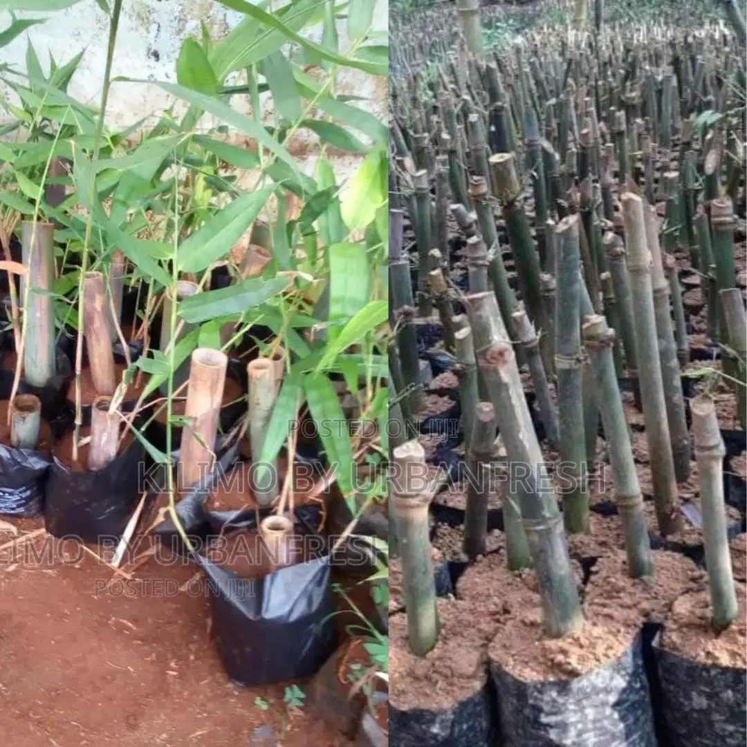 Bamboo Giant Seedling