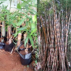 Bamboo Polymopha Tree Seedling - thumbnail 2