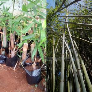 Bamboo Tulda Tree Seedling - thumbnail 2