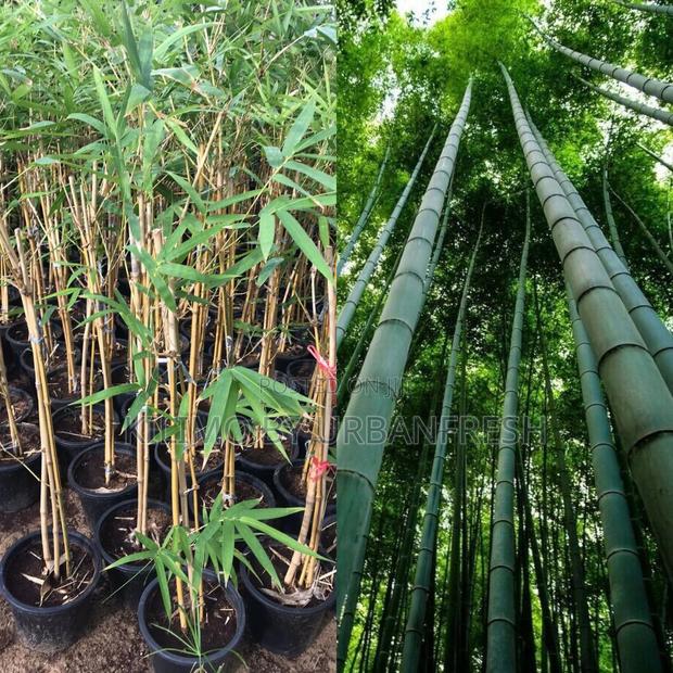 Bamboo Vulgaris Tree Seedling - main view