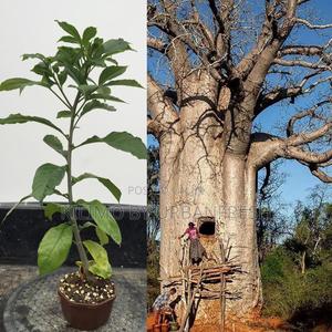 Baobab Tree Seedling - thumbnail 2