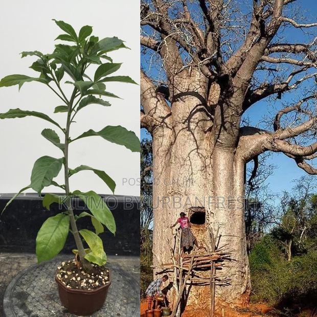 Baobab Tree Seedling - main view